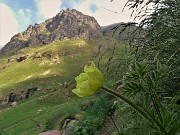 11 Pulsatilla alpina sulphurea (Anemone sulfureo)